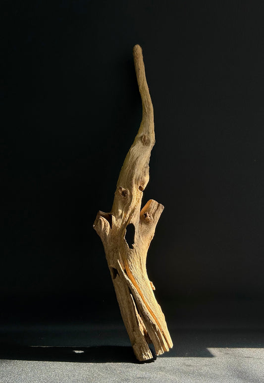 Agarwood Feature Piece