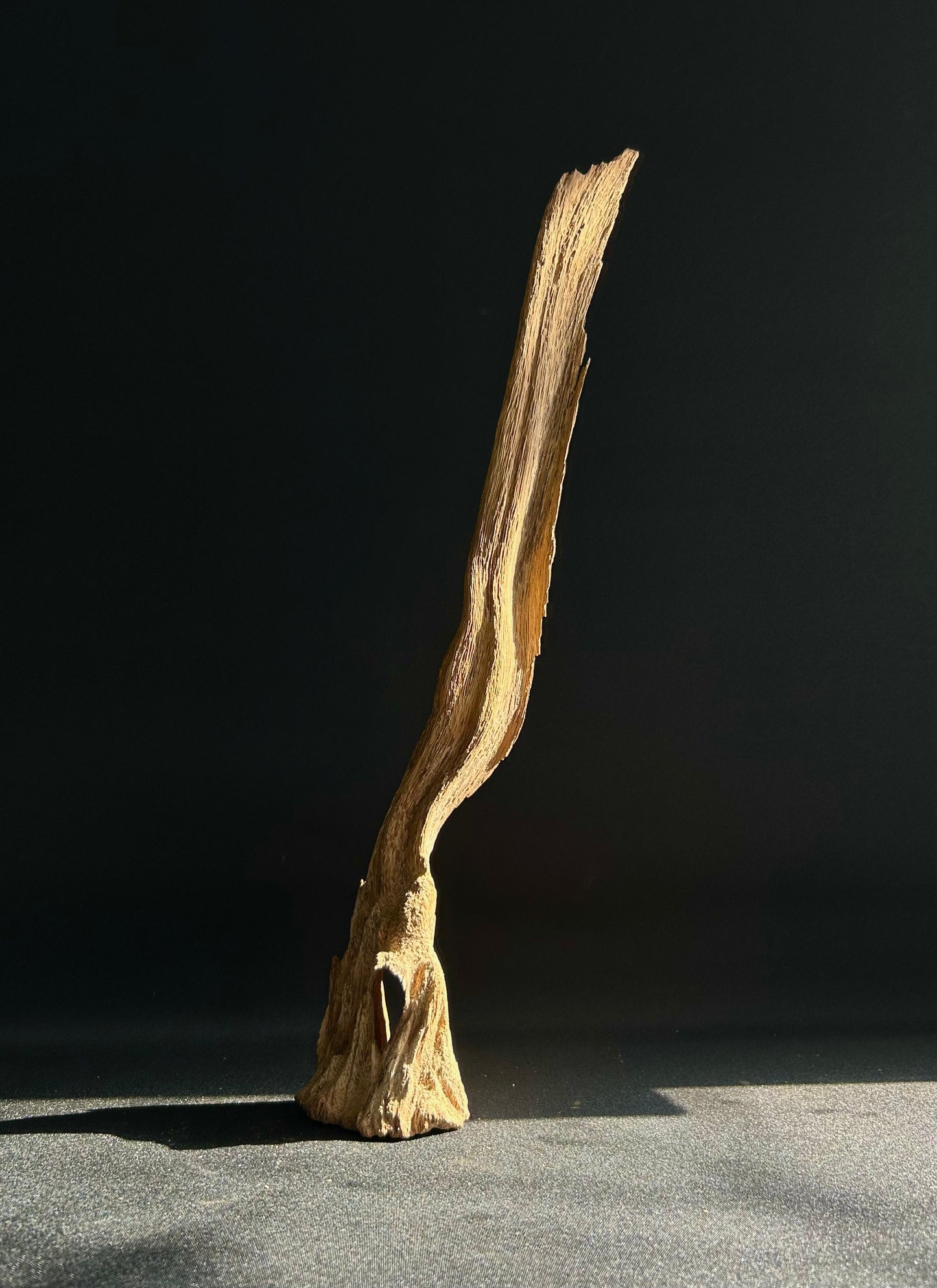 Agarwood Feature Piece
