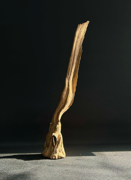 Agarwood Feature Piece